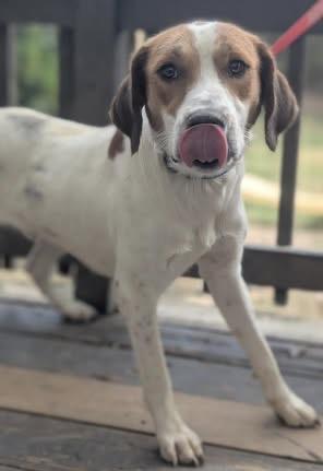 Enlarge Waylon, a Adoptable mixed breed in Monroeville , PA image 3/6