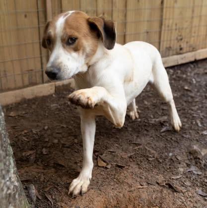 Enlarge Waylon, a Adoptable mixed breed in Monroeville , PA image 5/6