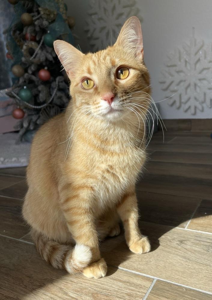 Angel Flame — thumbnail 2