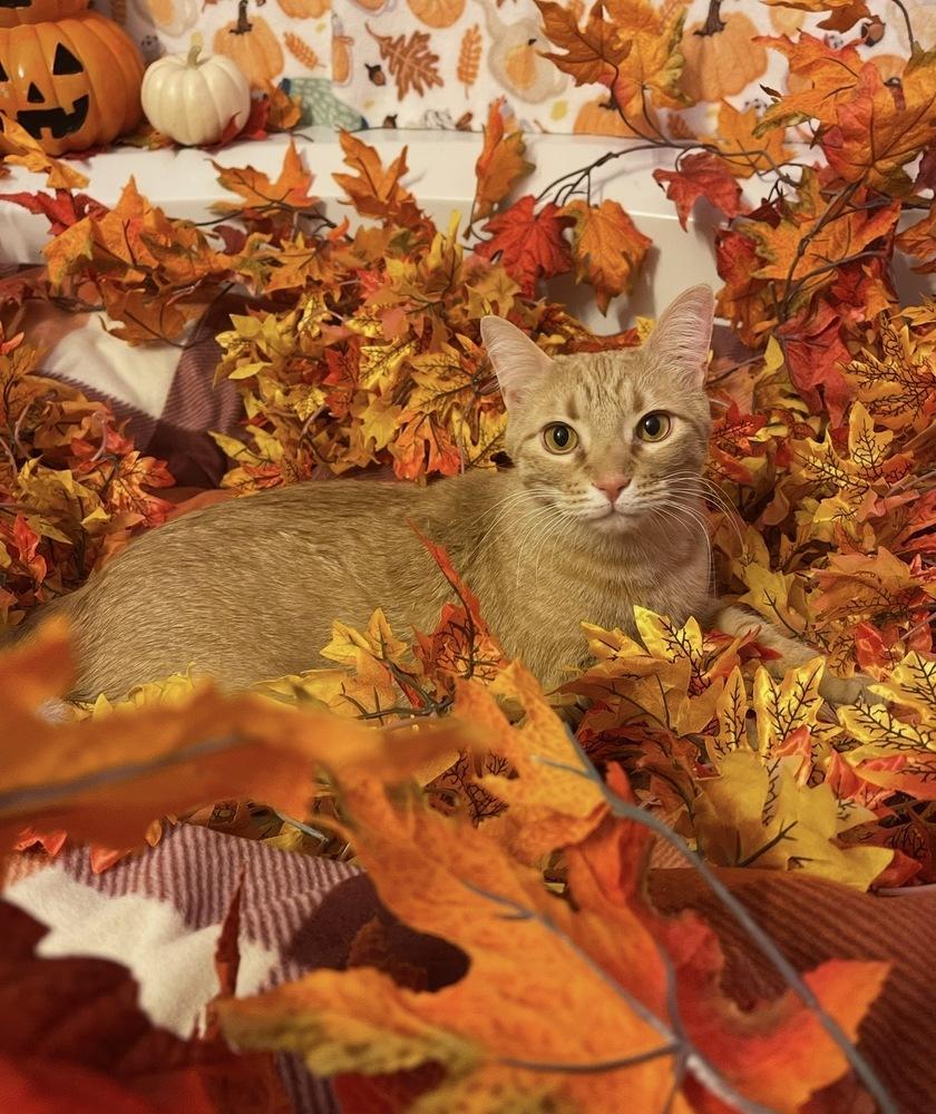 Angel Flame — thumbnail 3