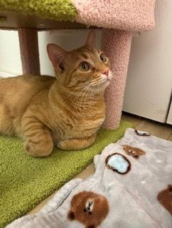 Angel Flame — thumbnail 5