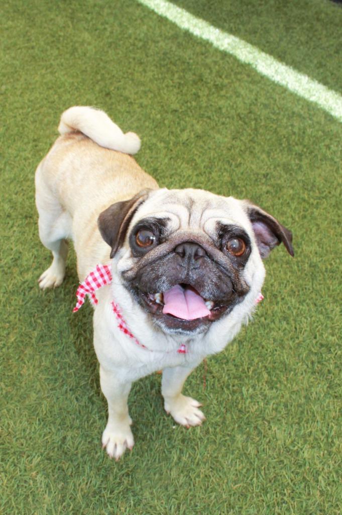 Goldberry, Adoptable, Senior Female Pug.