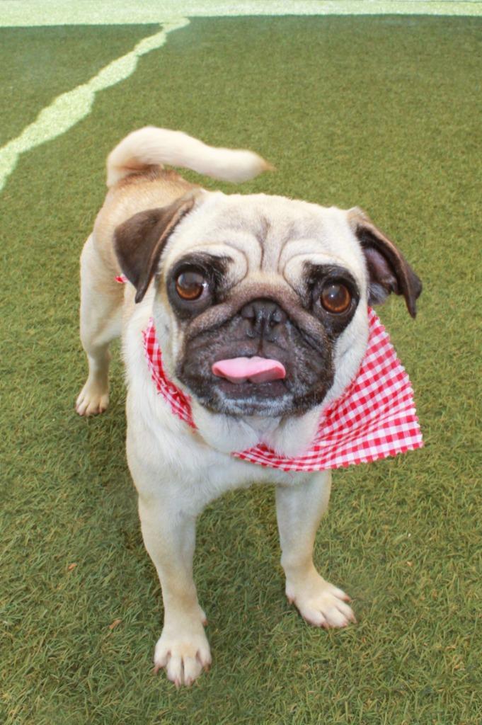 Enlarge Goldberry, a Adoptable Pug in Gardena, CA image 2/6