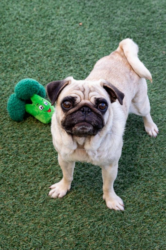 Enlarge Goldberry, a Adoptable Pug in Gardena, CA image 3/6