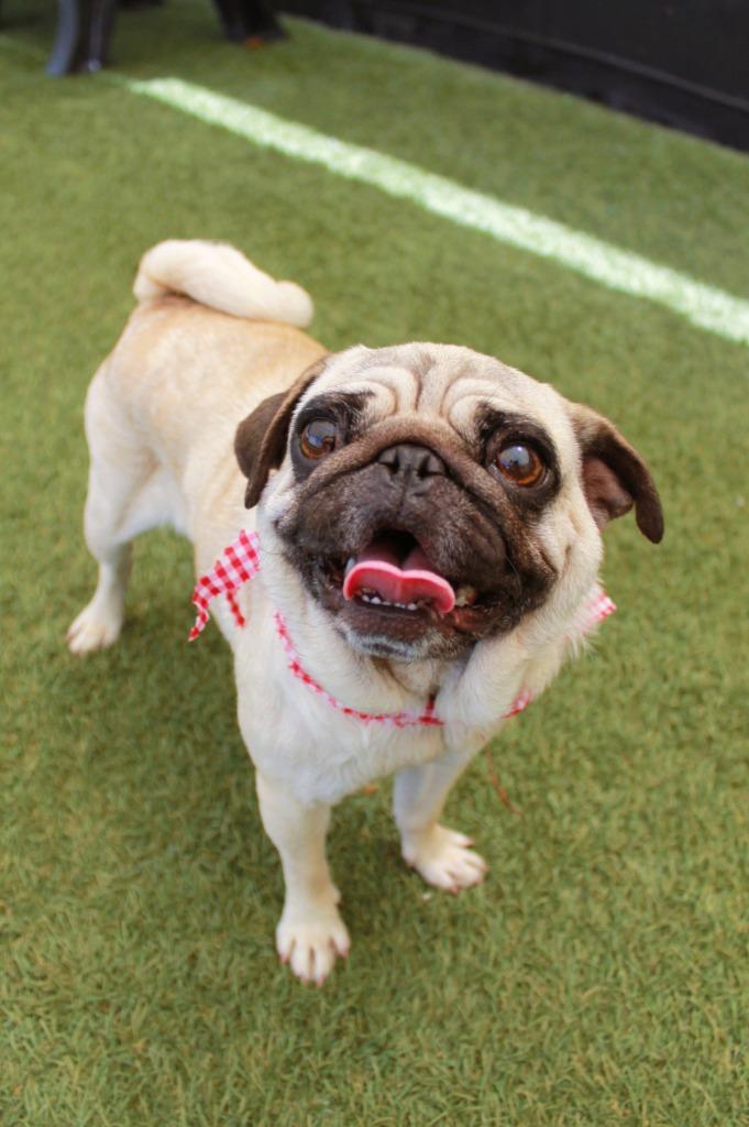 Enlarge Goldberry, a Adoptable Pug in Gardena, CA image 4/6