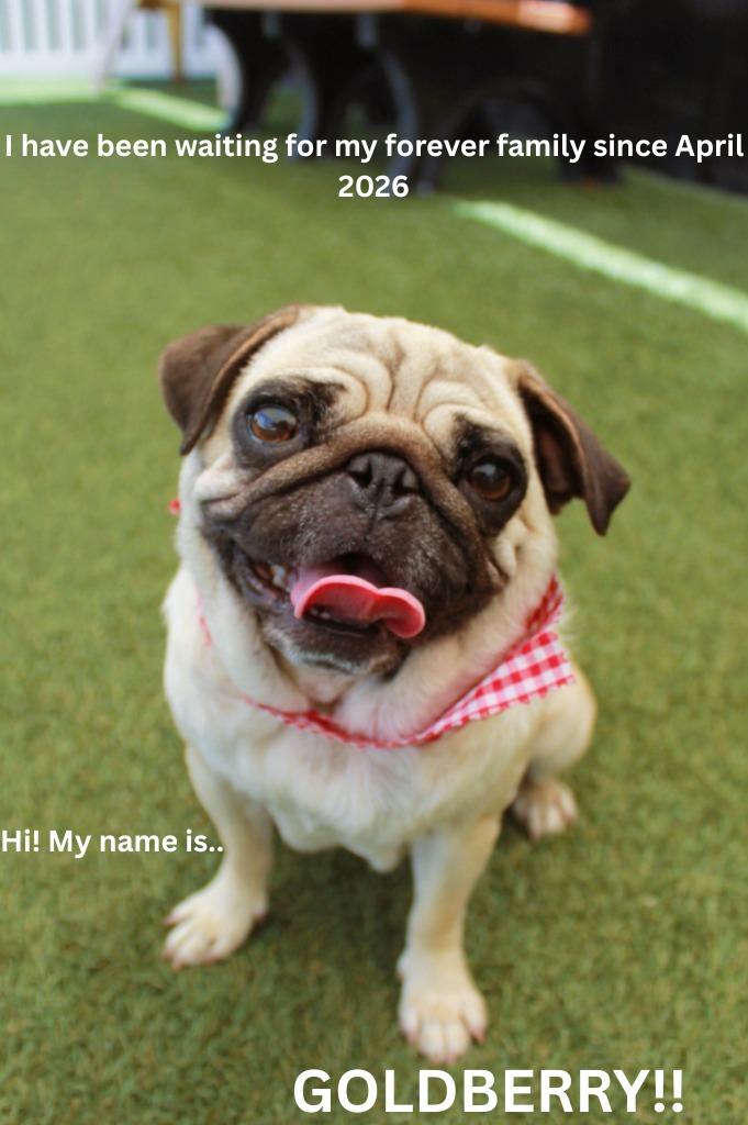 Enlarge Goldberry, a Adoptable Pug in Gardena, CA image 5/6