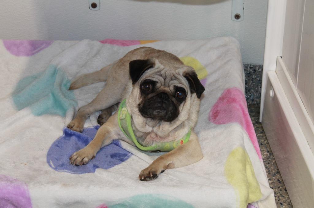 Enlarge Goldberry, a Adoptable Pug in Gardena, CA image 6/6