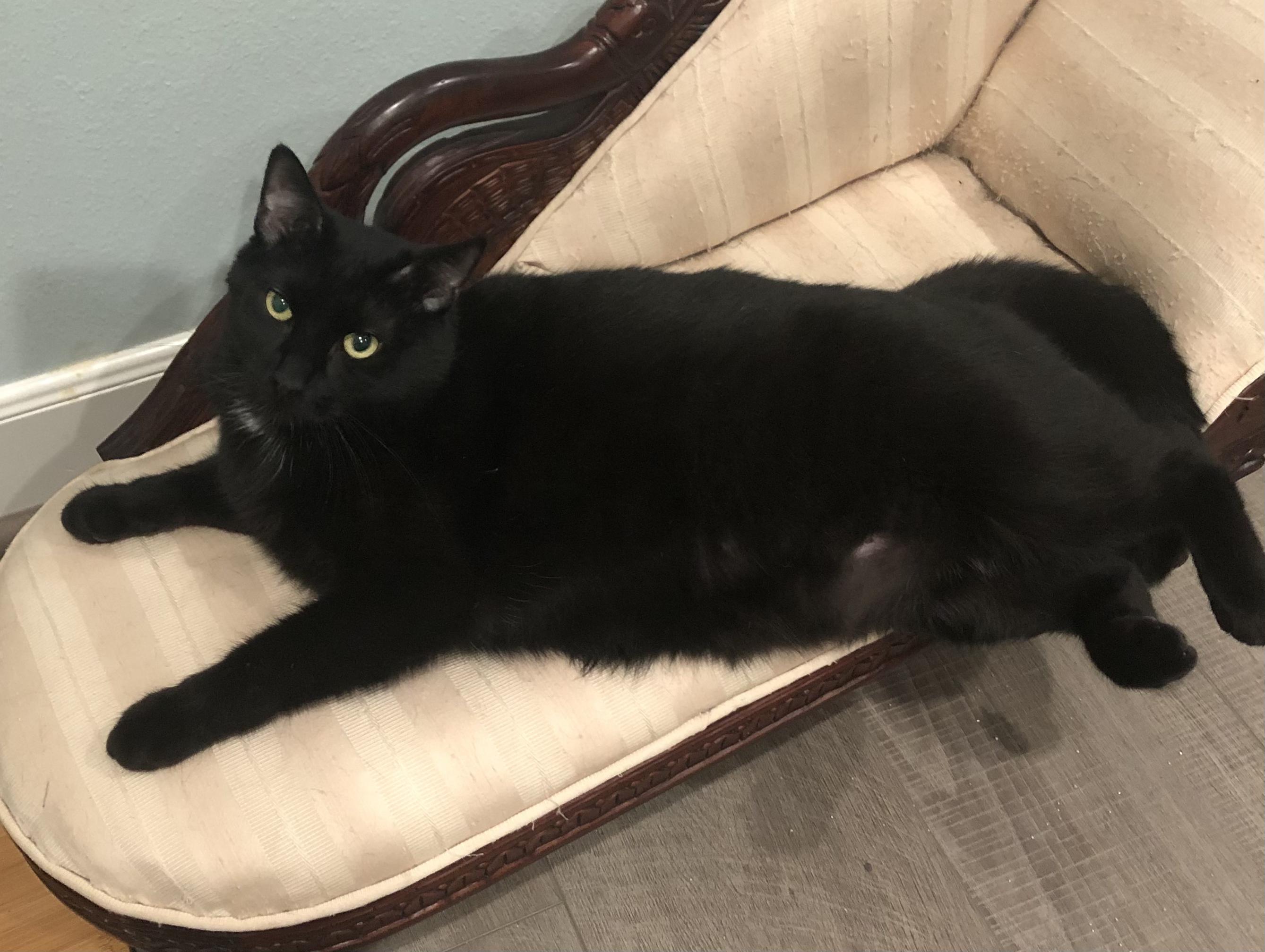 Enlarge Coe - Portofino Petsmart, a Adoptable Domestic Medium Hair in Conroe, TX image 1/2