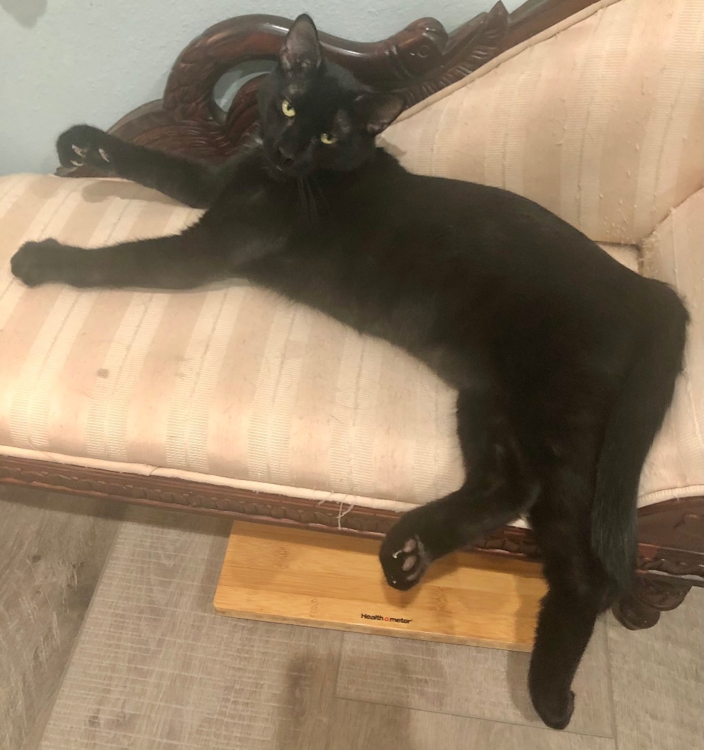 Enlarge Coe - Portofino Petsmart, a Adoptable Domestic Medium Hair in Conroe, TX image 2/2