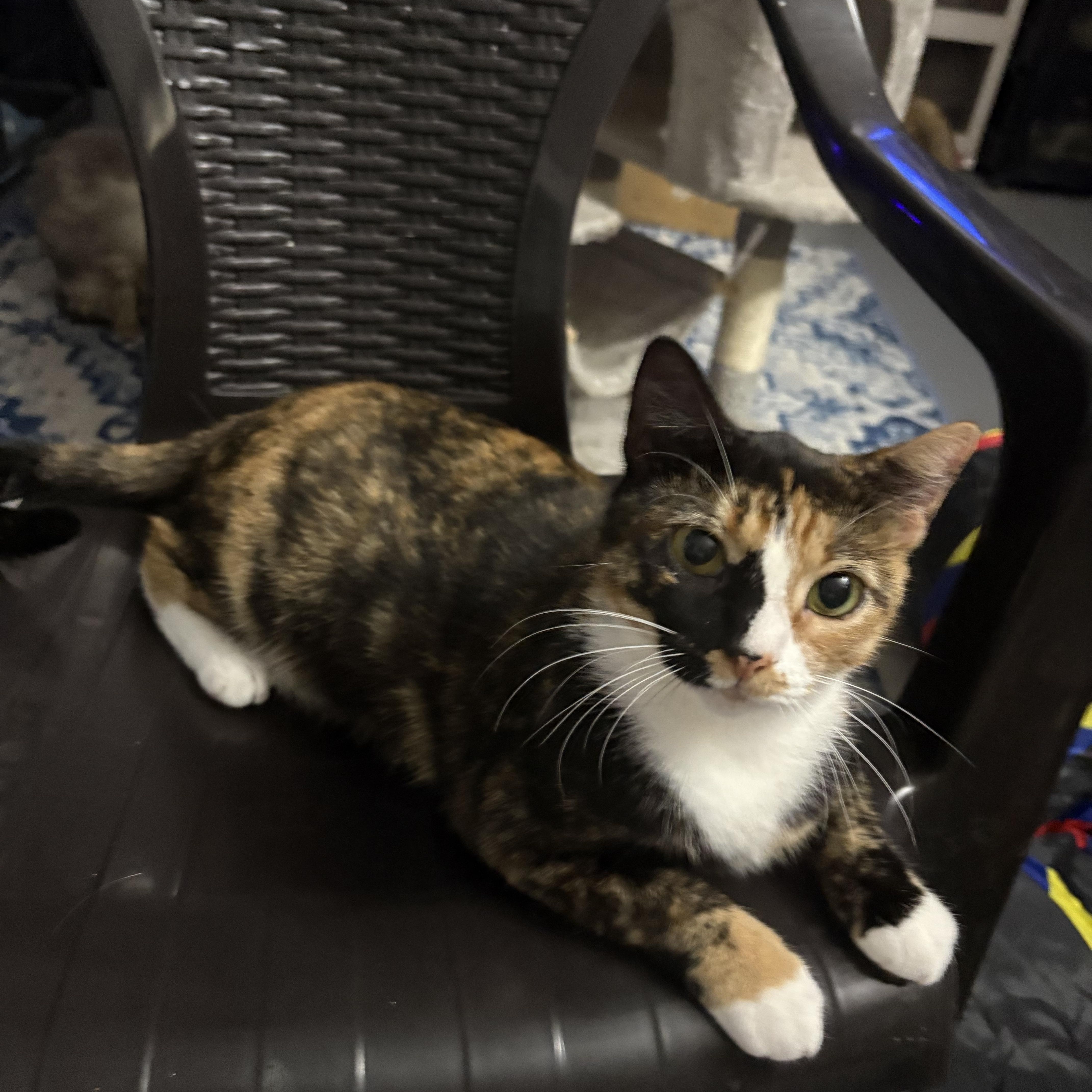 CK, a ADOPTABLE Calico in Lehigh Acres, FL image 2/2