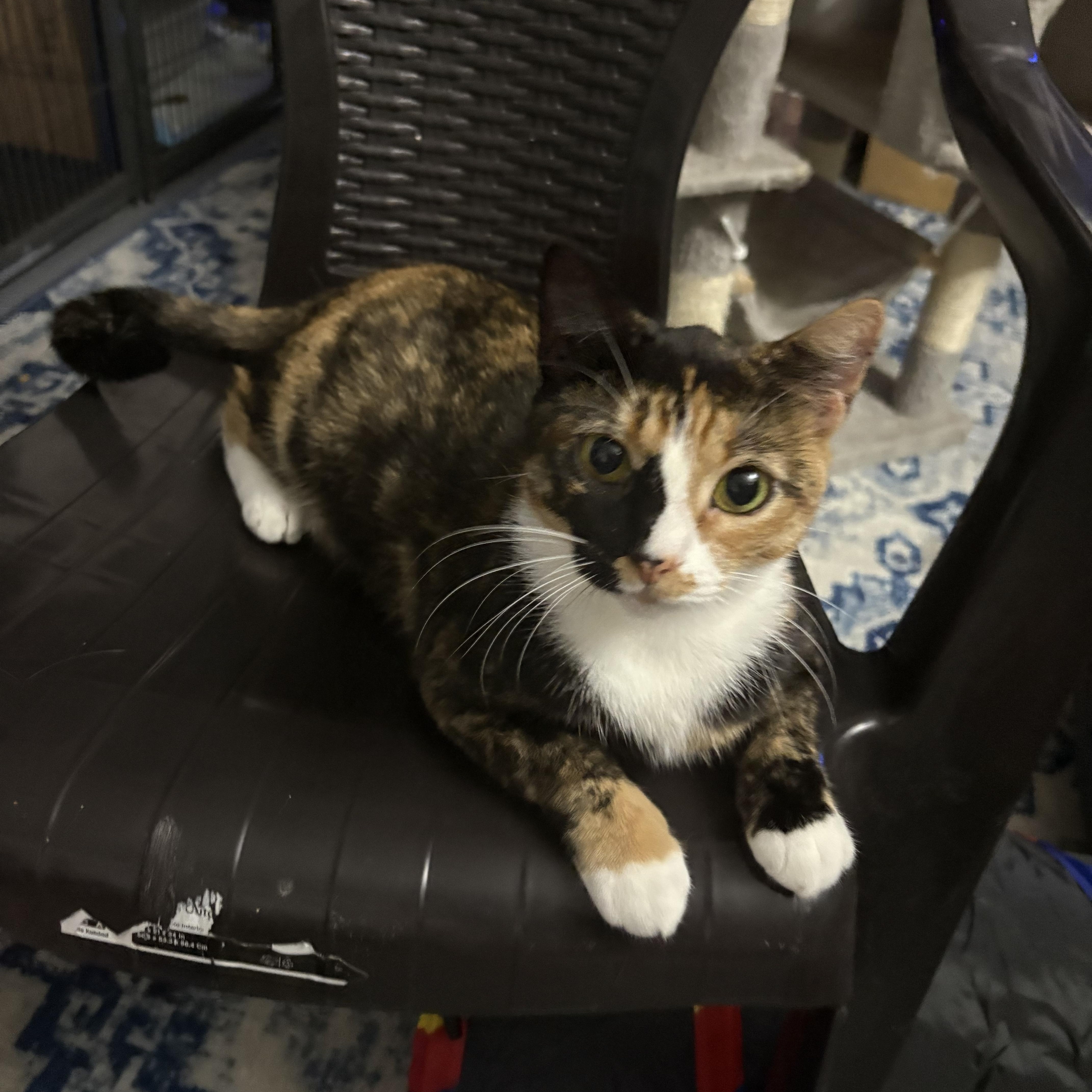 CK, a ADOPTABLE Calico in Lehigh Acres, FL image 1/2
