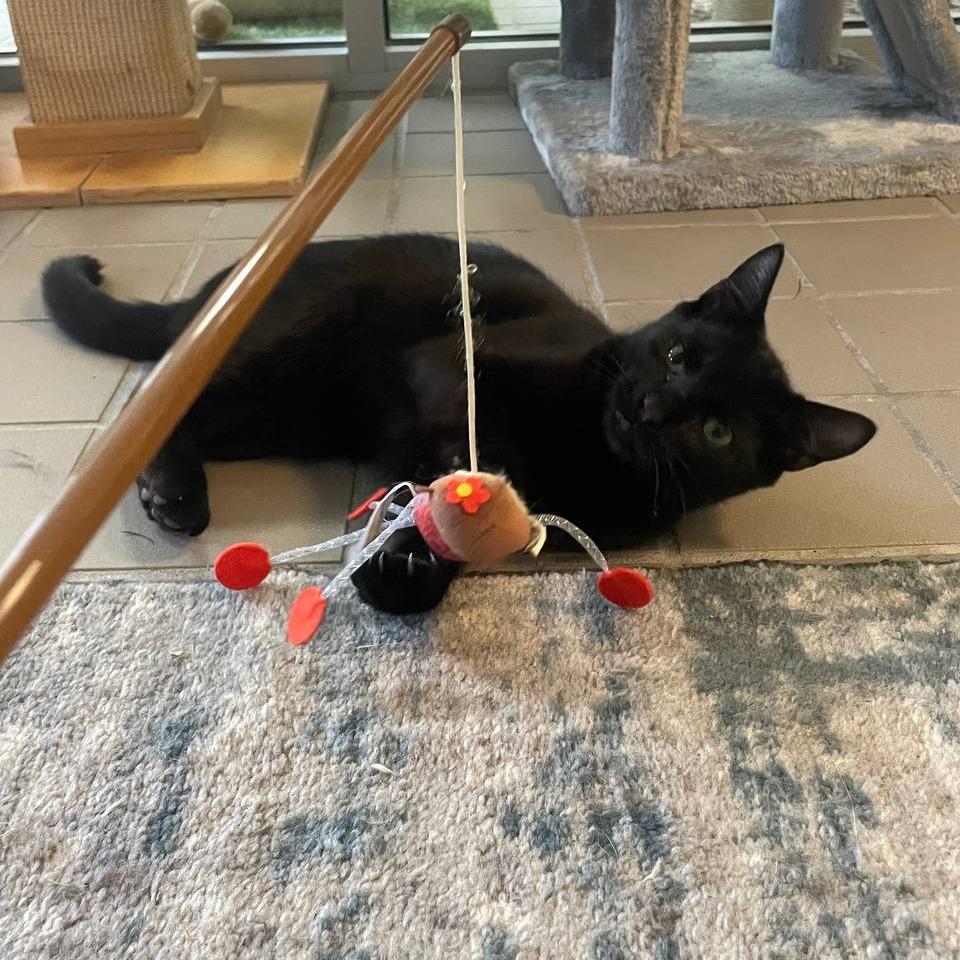 Enlarge Truffle, a Adoptable Domestic Short Hair in New York, NY image 3/4