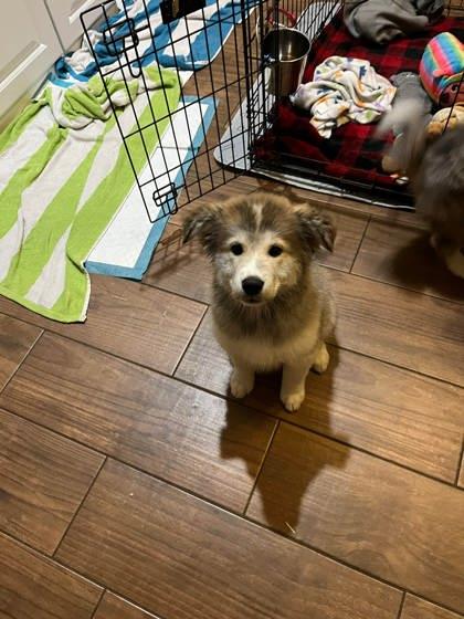 Enlarge Lucy, a Adoptable mixed breed in Kingwood, TX image 1/2