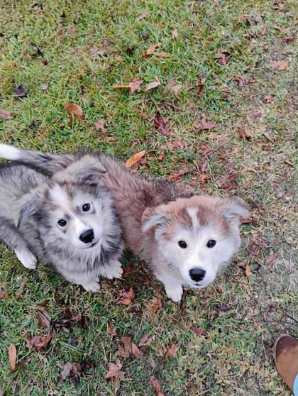 Enlarge Lucy, a Adoptable mixed breed in Kingwood, TX image 2/2