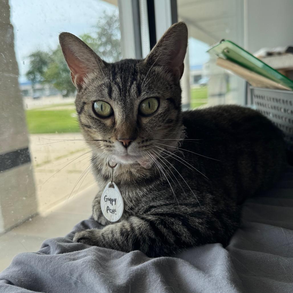 Enlarge Guppy, a Adoptable Domestic Short Hair in Normal, IL image 1/3