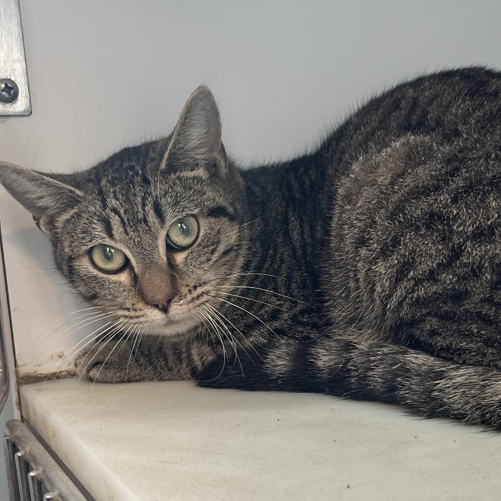 Guppy, Adoptable, Adult Female Domestic Short Hair.