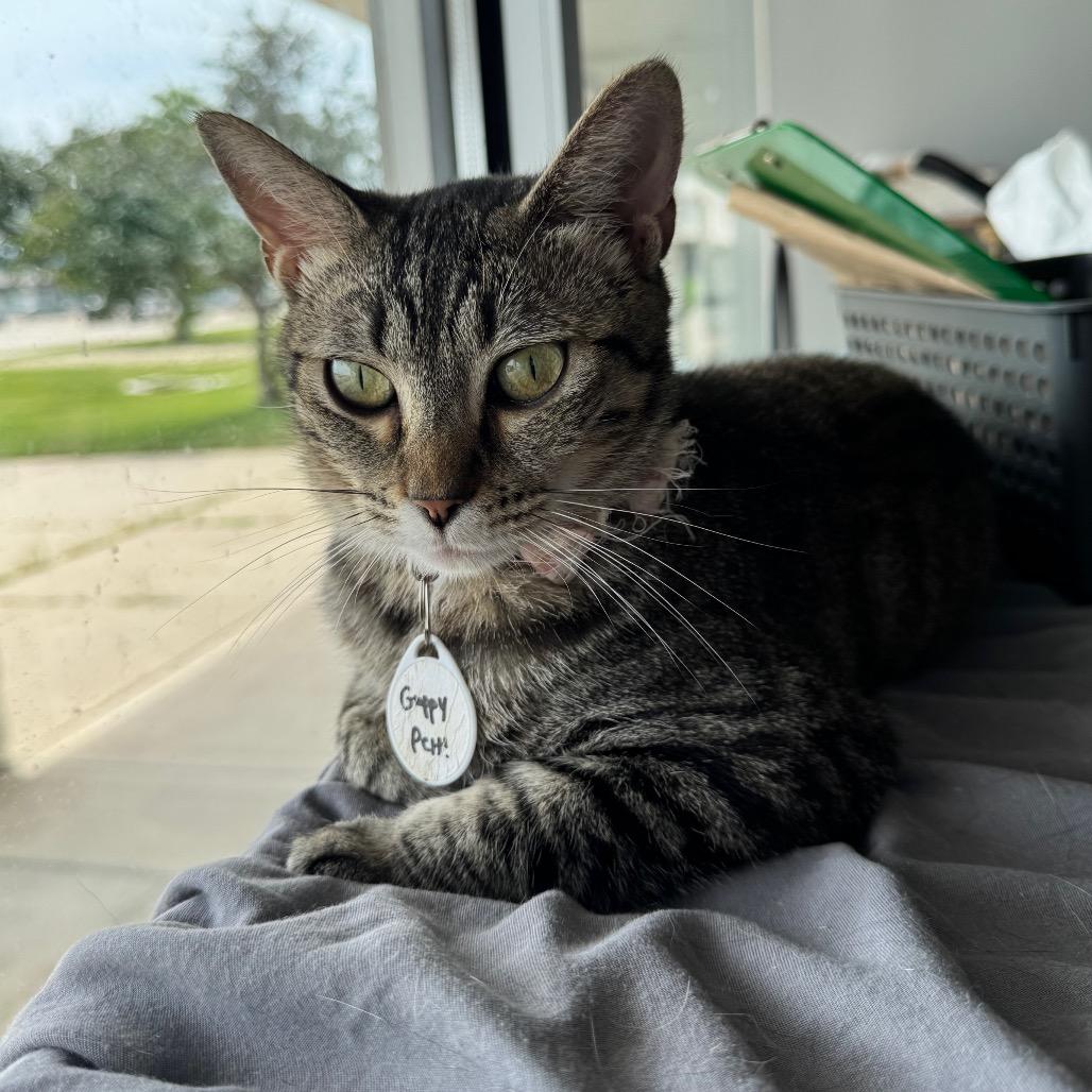 Enlarge Guppy, a Adoptable Domestic Short Hair in Normal, IL image 3/3