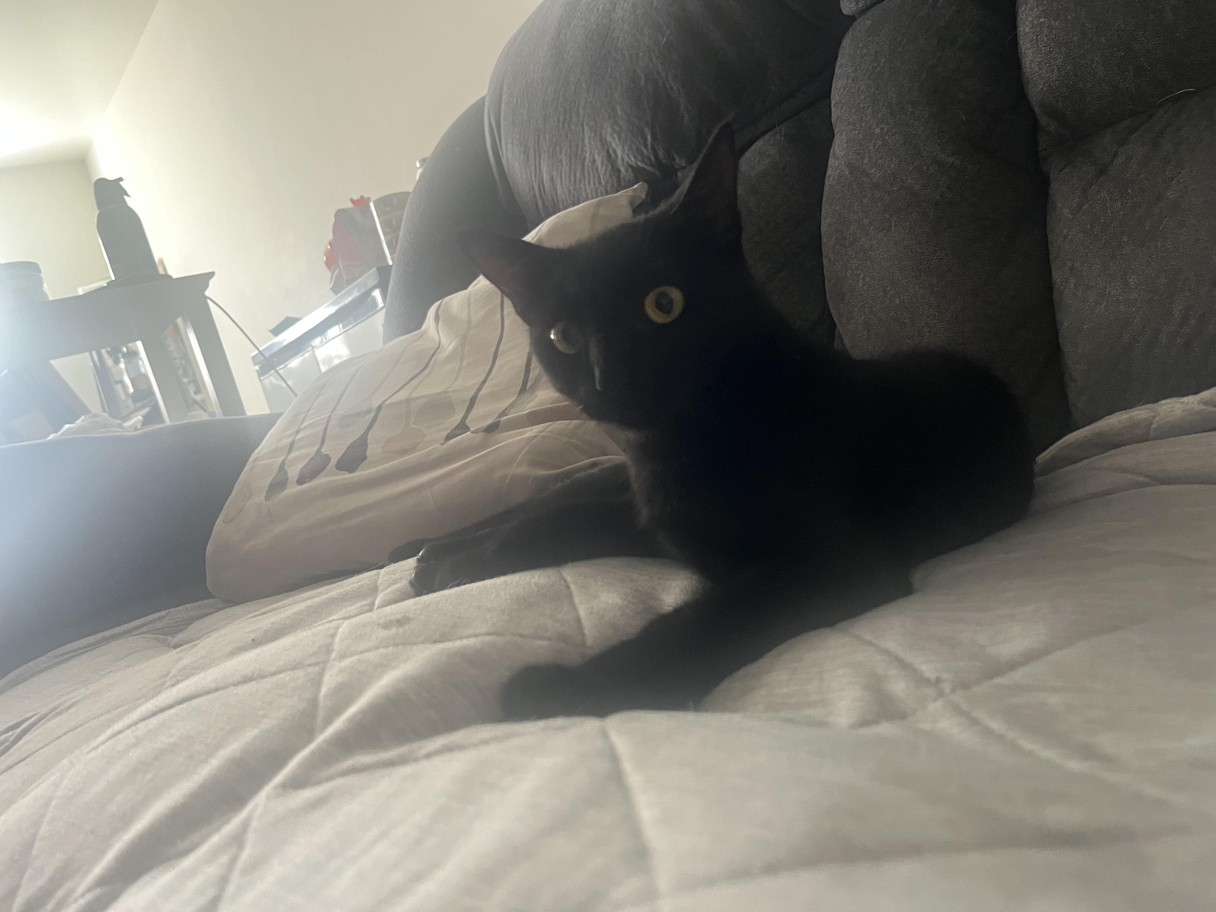 Enlarge Scarlett, a Adoptable Domestic Short Hair in Redondo Beach, CA image 3/5