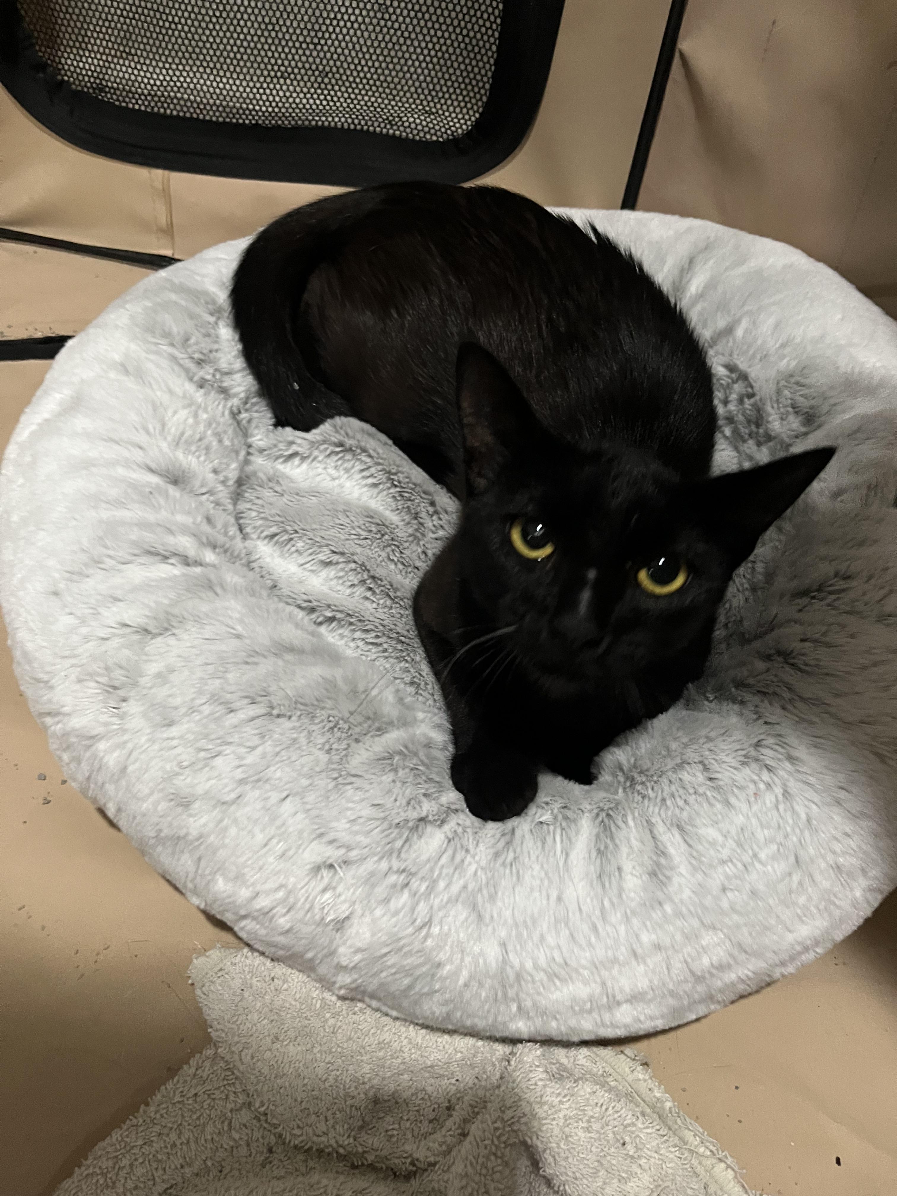 Enlarge Scarlett, a Adoptable Domestic Short Hair in Redondo Beach, CA image 1/5