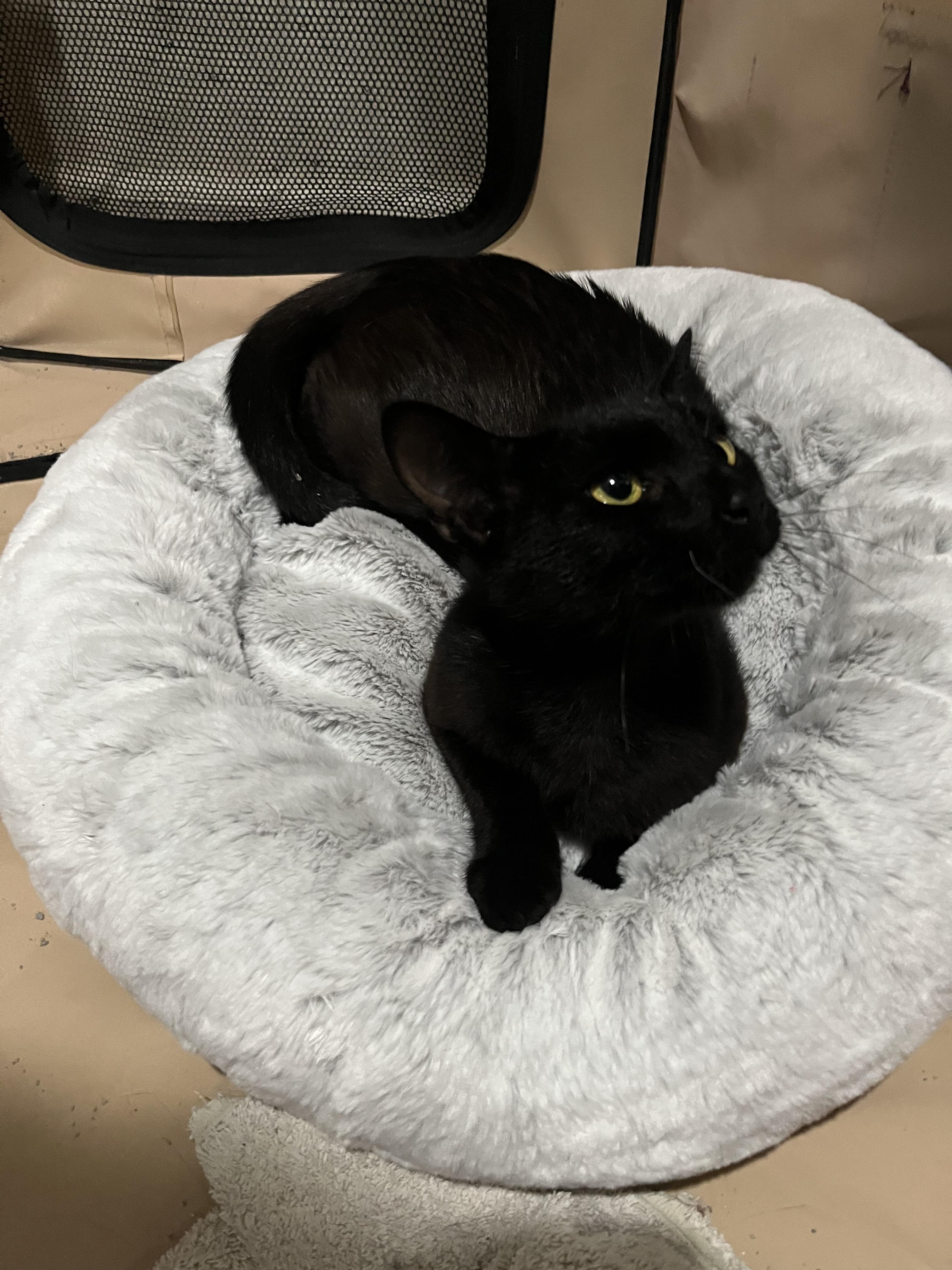 Enlarge Scarlett, a Adoptable Domestic Short Hair in Redondo Beach, CA image 2/5