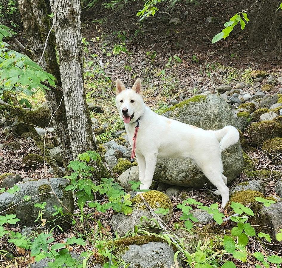 Wiley, a Adoptable mixed breed in Bothell, WA image 1/3
