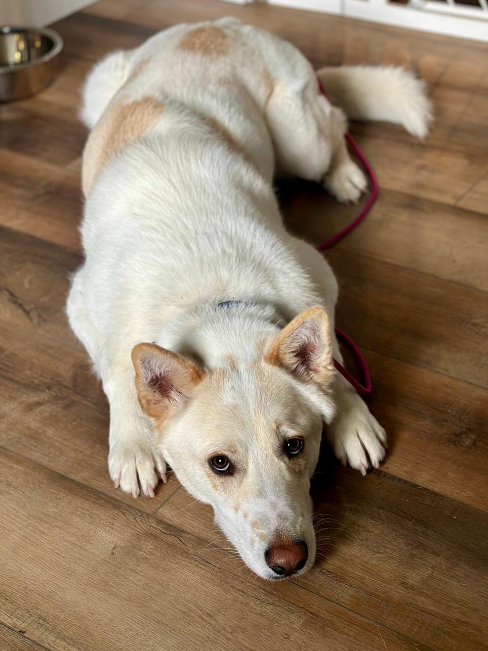 Wiley, Adoptable, Adult Male Labrador Retriever & Husky.
