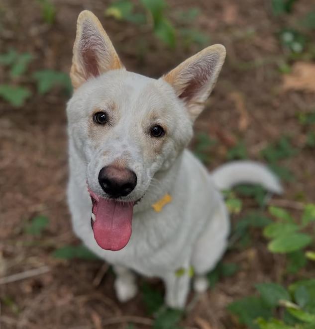 Enlarge Wiley, a Adoptable mixed breed in Bothell, WA image 1/3