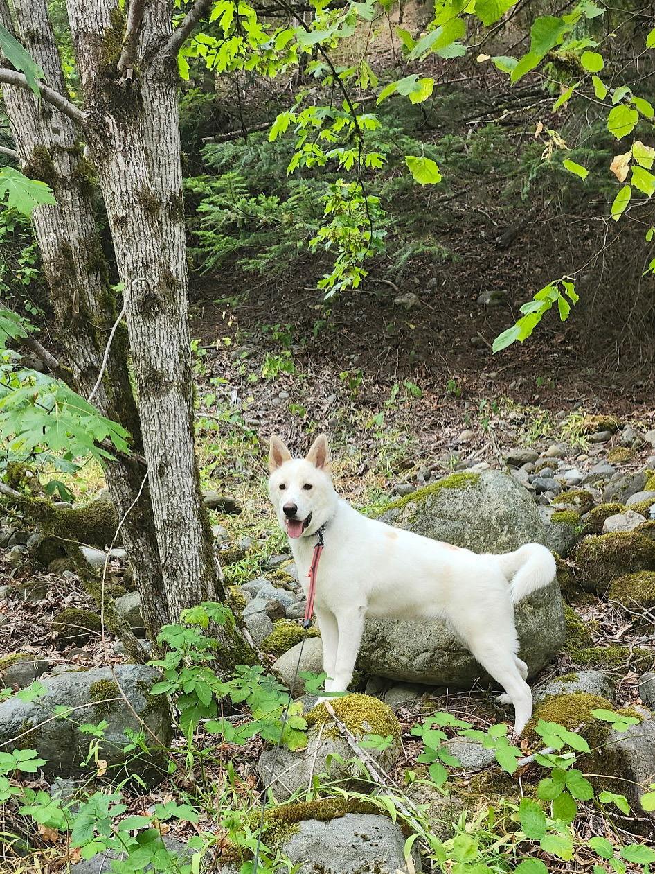Enlarge Wiley, a Adoptable mixed breed in Bothell, WA image 2/3