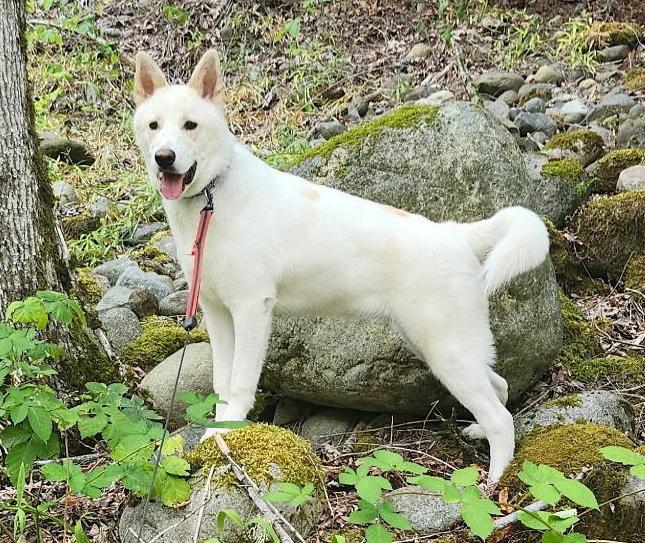 Enlarge Wiley, a Adoptable mixed breed in Bothell, WA image 3/3