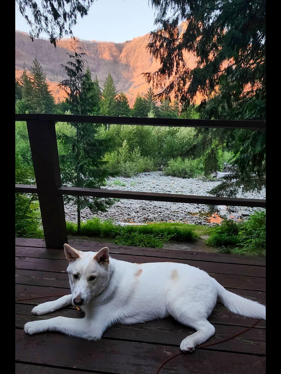 Enlarge Wiley, a Adoptable mixed breed in Bothell, WA image 3/3