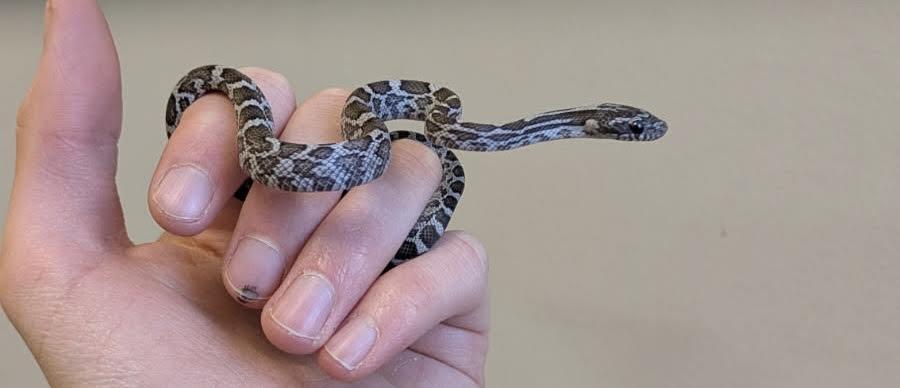 Enlarge Eros, a Adoptable Corn / Rat in South Elgin, IL image 1/1