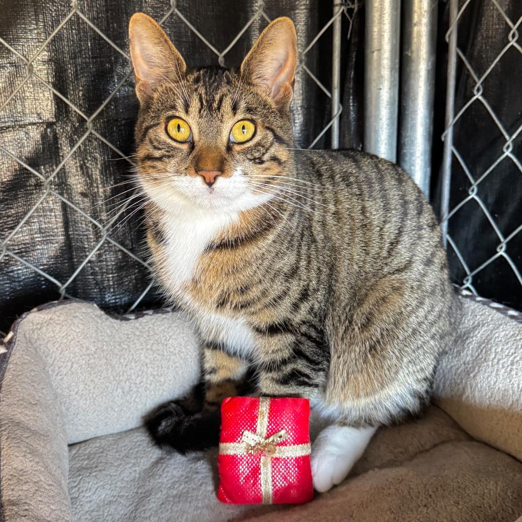 Peeta, Adoptable, Young Male Domestic Short Hair.