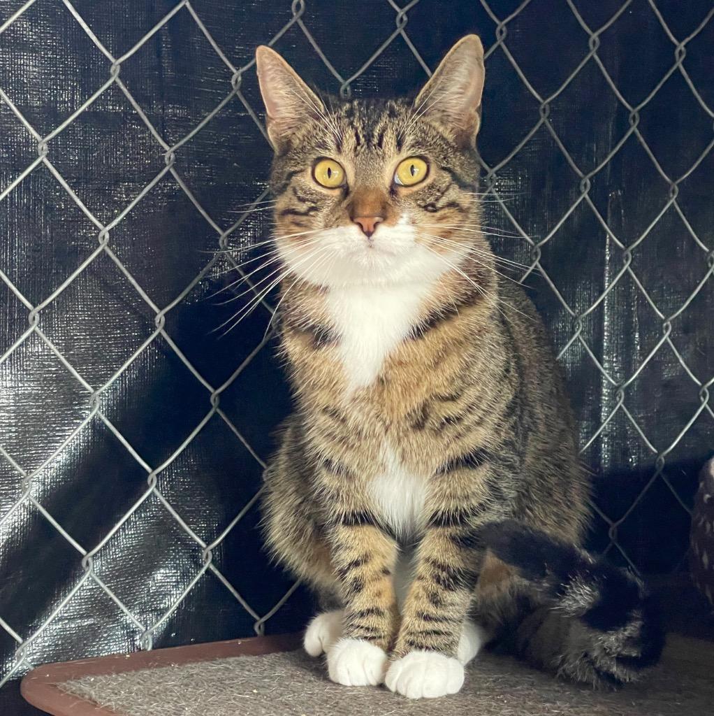 Enlarge Peeta, a Adoptable mixed breed in Cambria, CA image 2/6