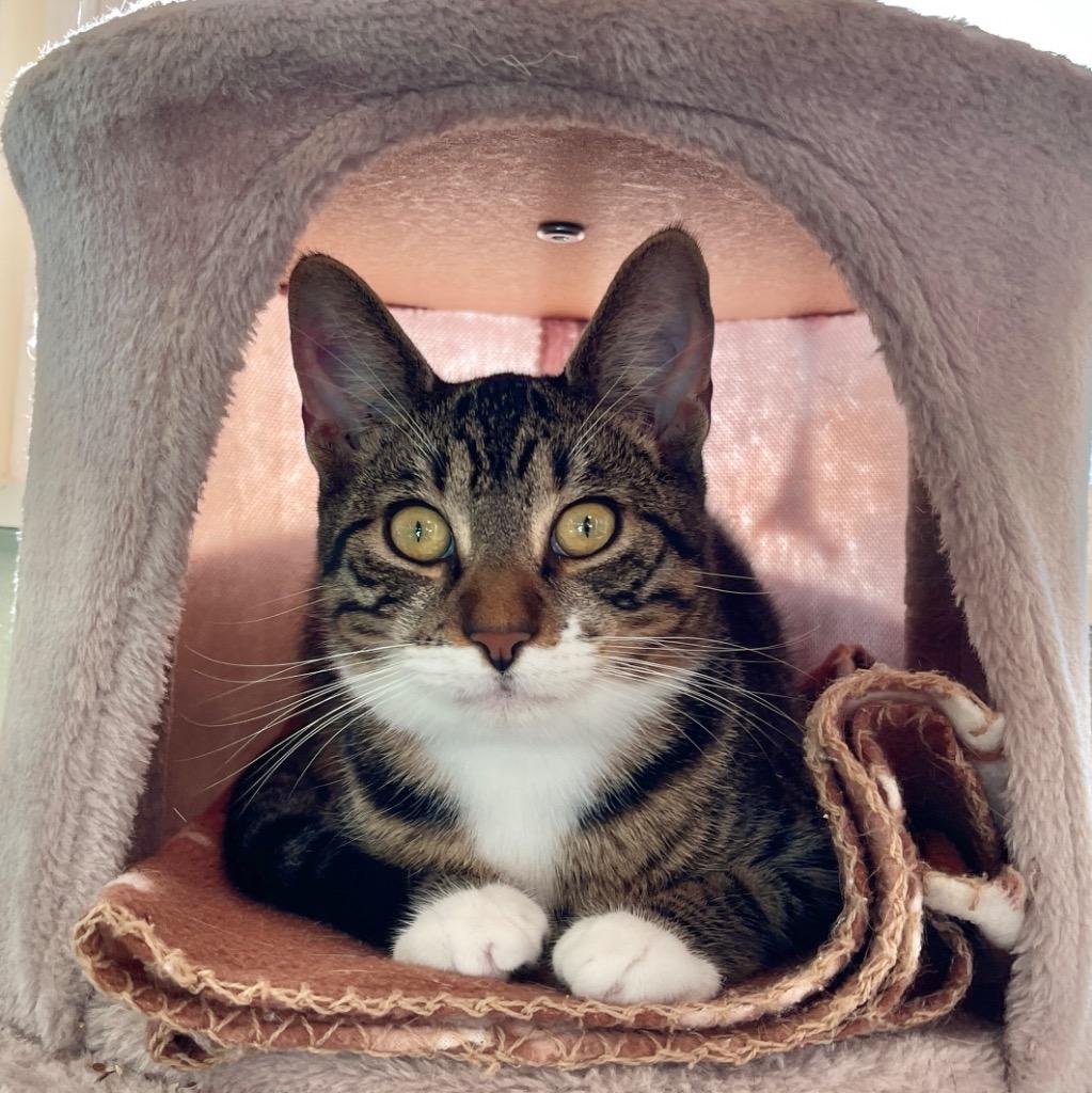 Enlarge Peeta, a Adoptable mixed breed in Cambria, CA image 3/6