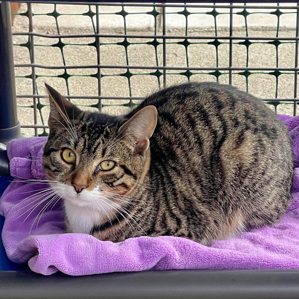 Enlarge Peeta, a Adoptable mixed breed in Cambria, CA image 4/6