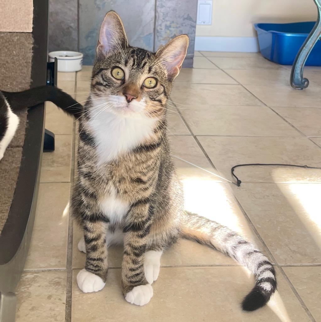 Enlarge Peeta, a Adoptable mixed breed in Cambria, CA image 5/6