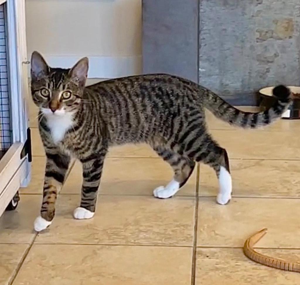 Enlarge Peeta, a Adoptable mixed breed in Cambria, CA image 6/6