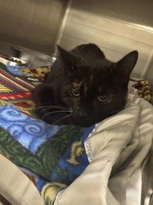 Sweet Lady Marmalade, Adoptable, Adult Female Domestic Short Hair.