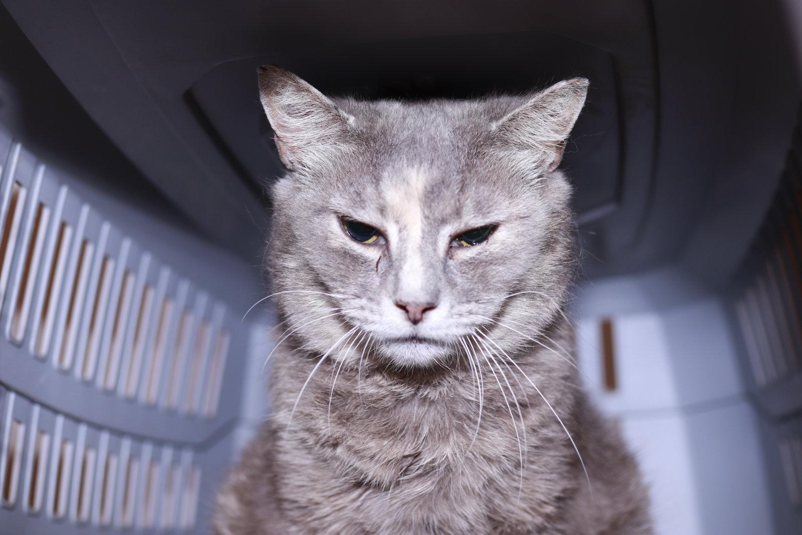 Magistrate, Adoptable, Adult Female Domestic Short Hair.
