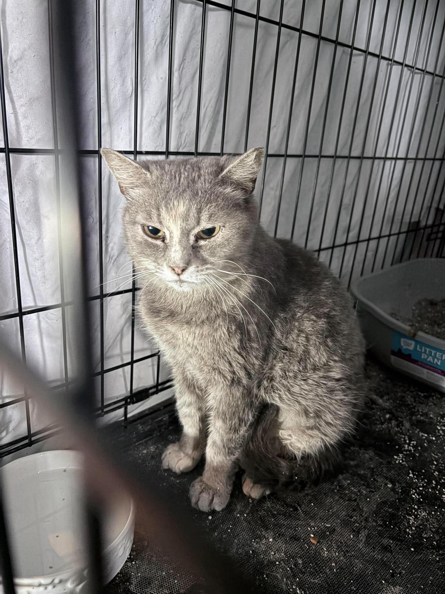 Enlarge Magistrate, a Adoptable Domestic Short Hair in Maple Heights, OH image 2/3