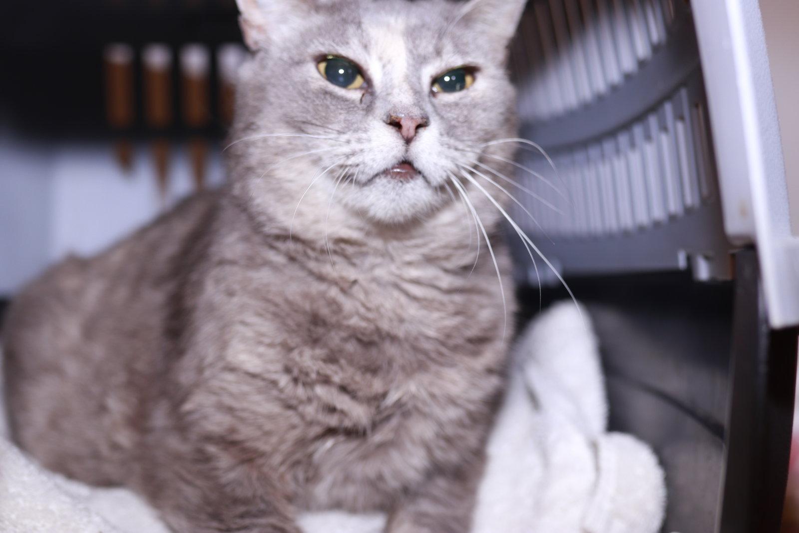 Enlarge Magistrate, a Adoptable Domestic Short Hair in Maple Heights, OH image 3/3