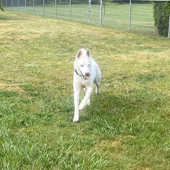 SUKI (COURTESY POST) photo 5