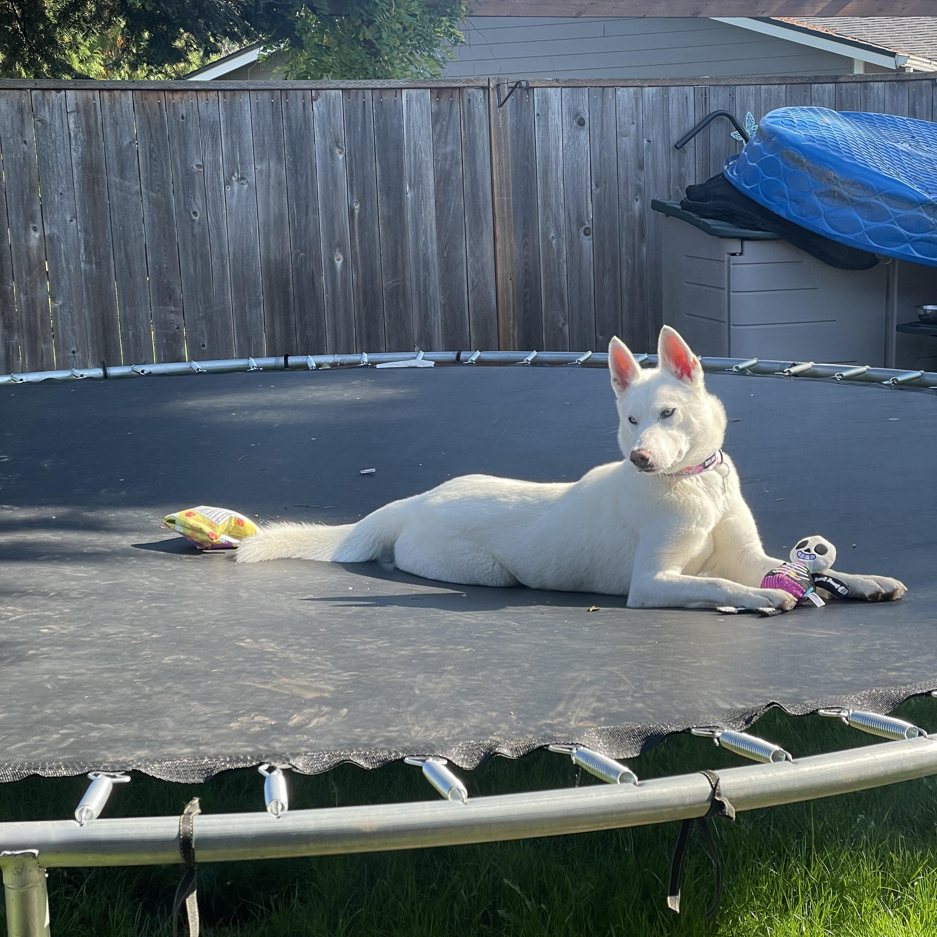 SUKI (COURTESY POST) photo 3