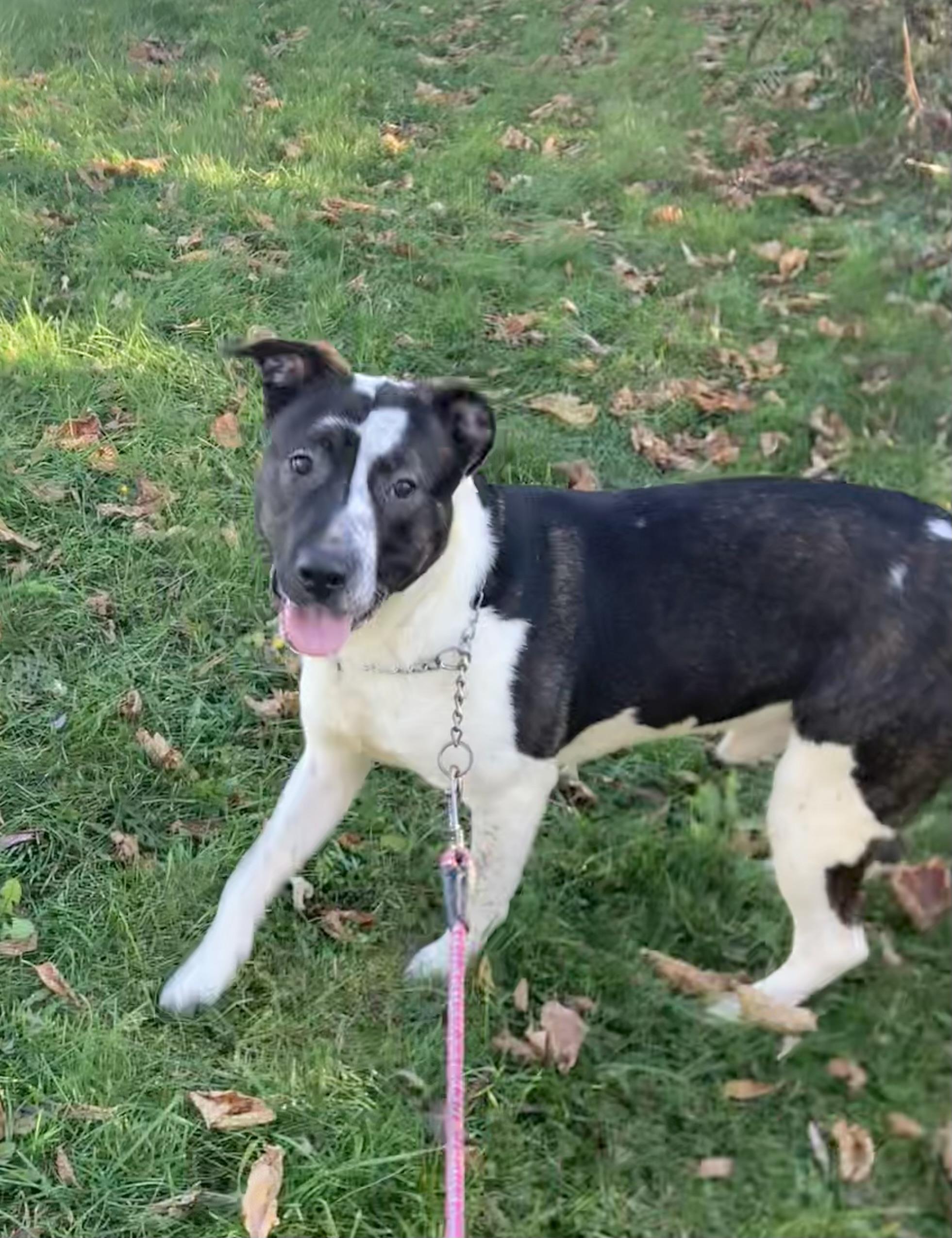 Toby, a Adoptable mixed breed in Massena, NY image 1/3