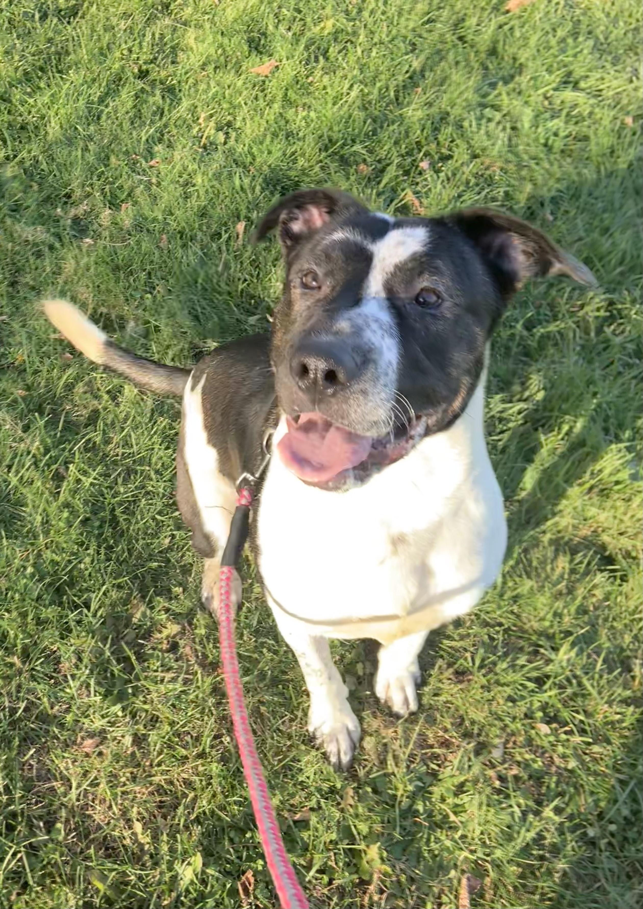 Toby, a Adoptable mixed breed in Massena, NY image 2/3