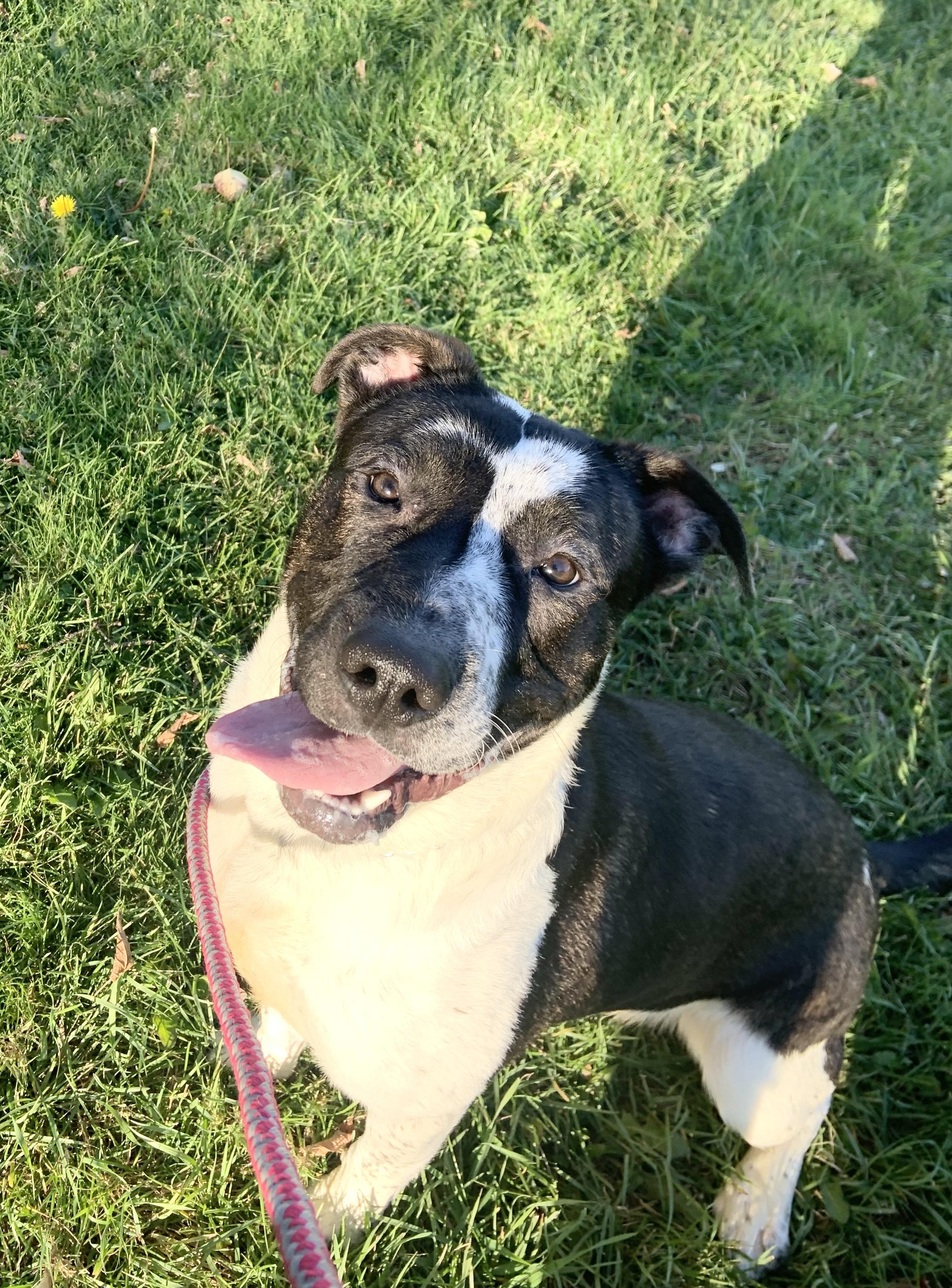 Toby, a Adoptable mixed breed in Massena, NY image 3/3