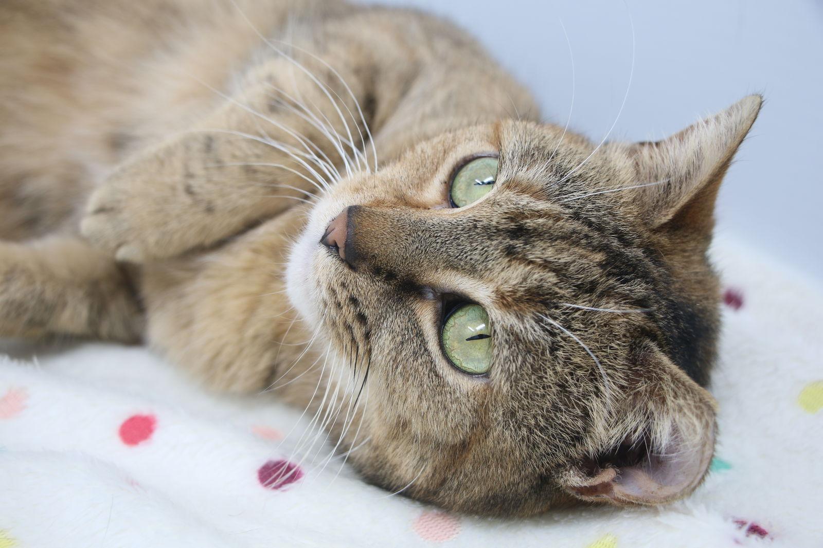 Lauralei, Adoptable, Young Female Torbie.