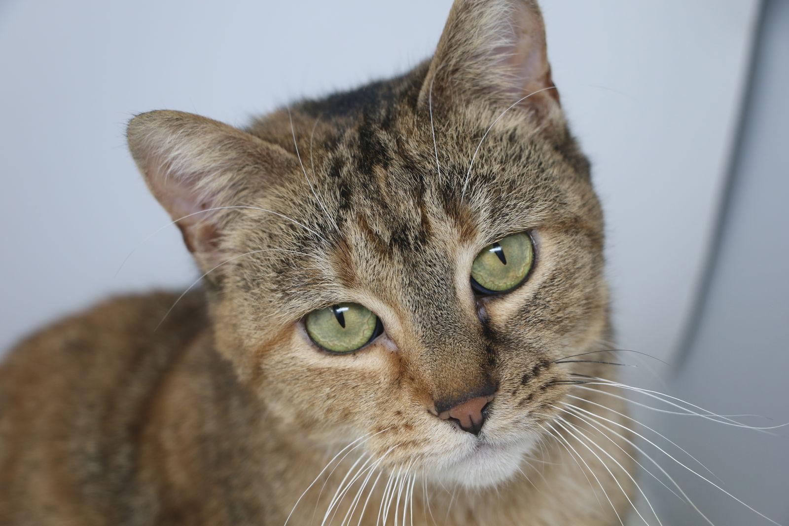 Enlarge Lauralei, a Adoptable Torbie in Crompond, NY image 2/3
