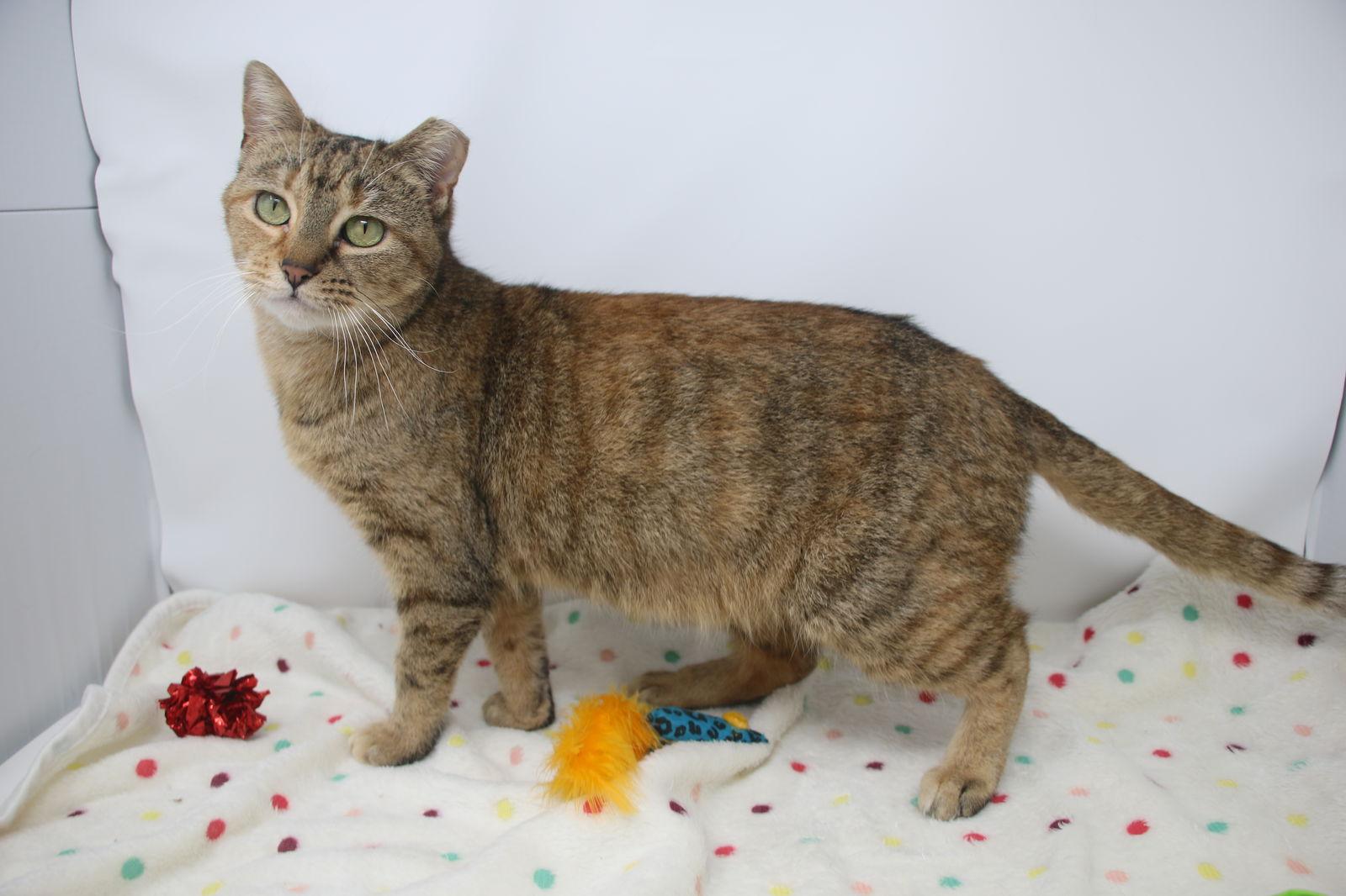 Enlarge Lauralei, a Adoptable Torbie in Crompond, NY image 3/3