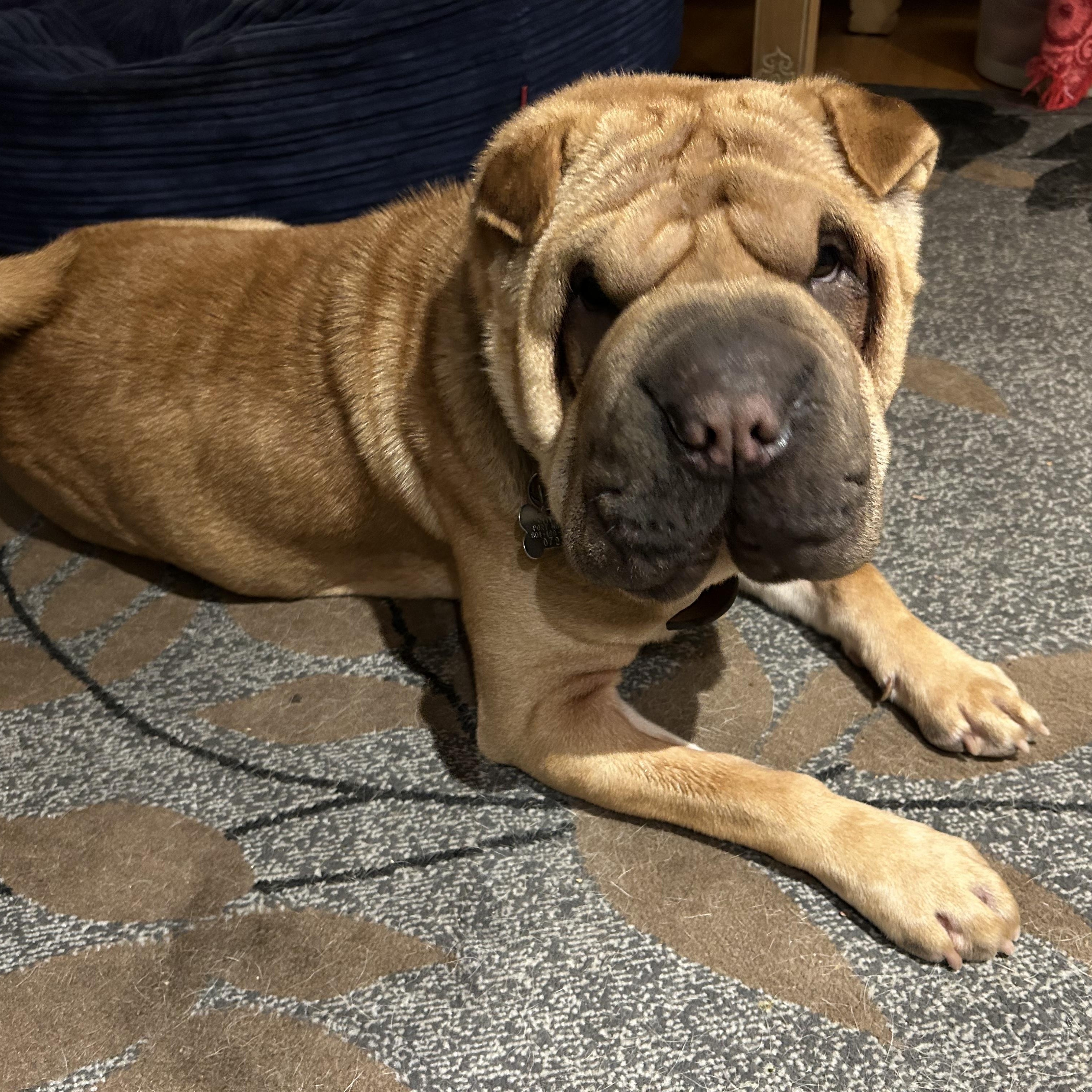 Enlarge Squishy! Update, a Adoptable Shar-Pei in Vancouver, BC image 4/4